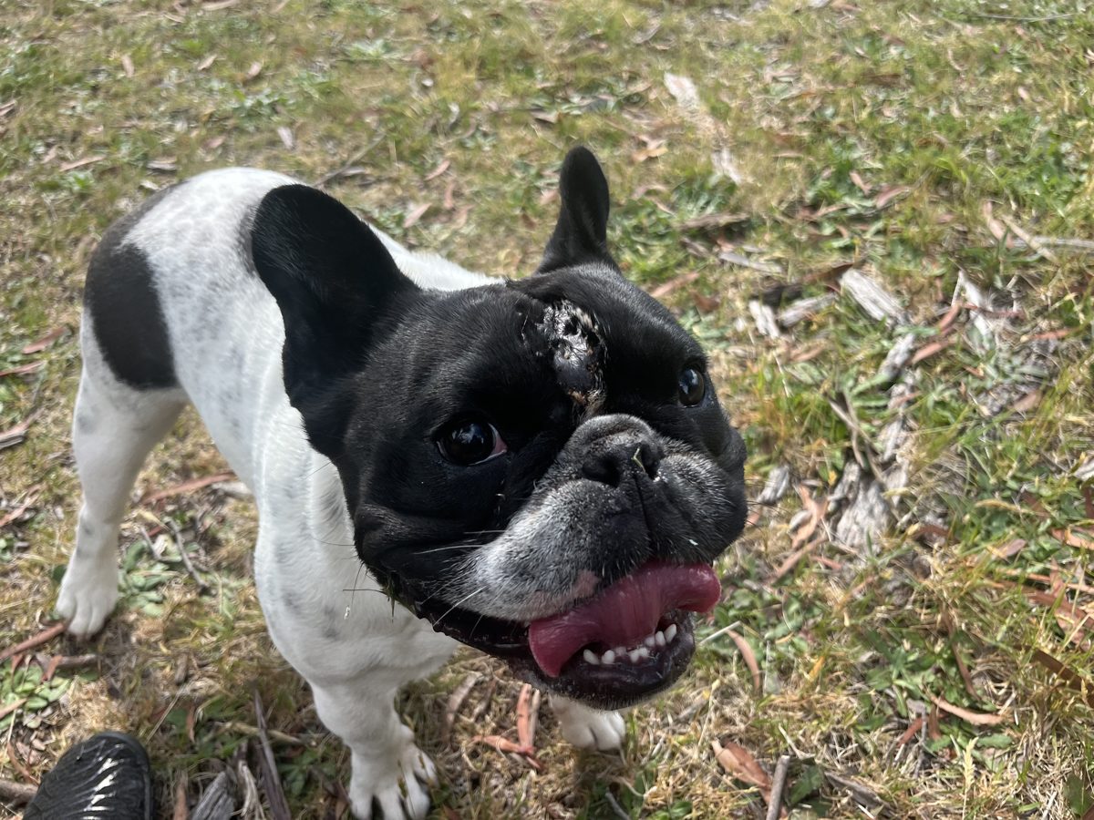 A happy French Bulldog with healthy skin in a sunny park