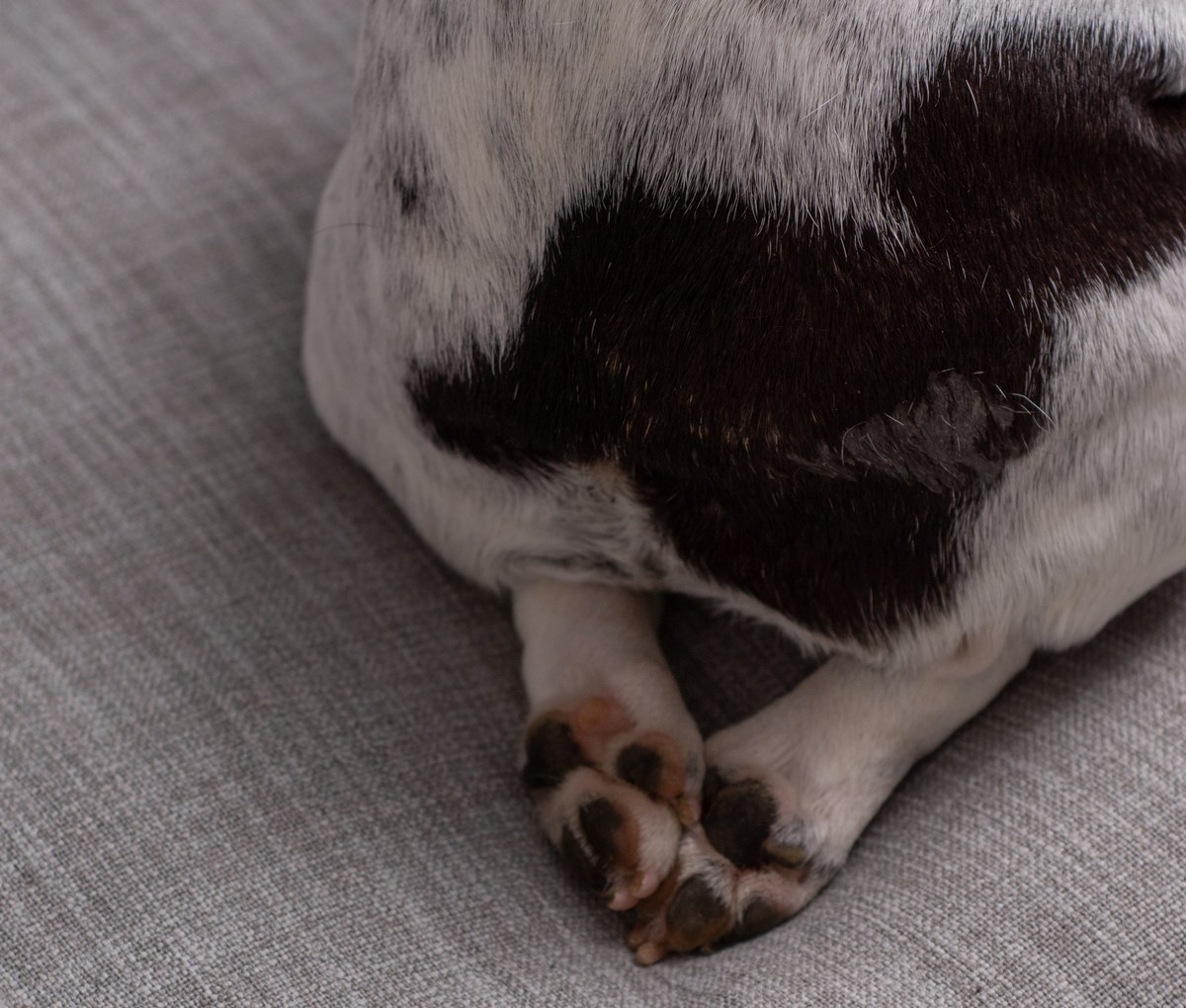 A French Bulldog resting on a grey sofa, seen from behind with hind legs and paws stretched out
