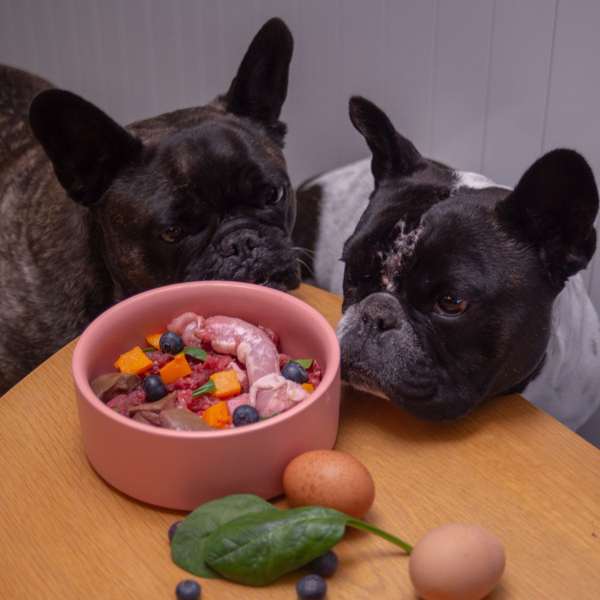 Two French Bulldogs looking at a raw food bowl containing chicken necks, beef mince, liver, pumpkin and blueberries