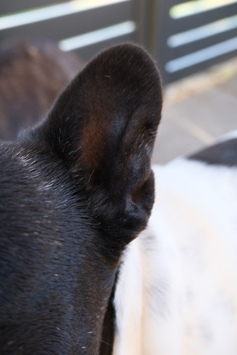 Close-up of a French Bulldog's erect ear, clean and pale inside with no discharge