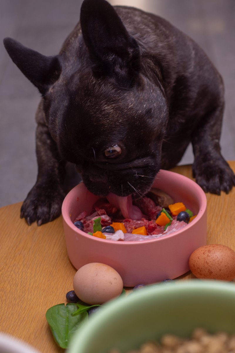 A French Bulldog eagerly eating a fresh food bowl of beef, pumpkin and blueberries