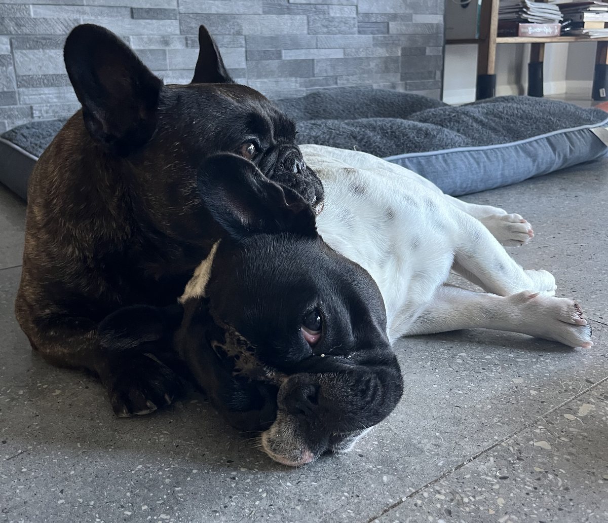Audrey and Raphy, two French Bulldogs, lying together on the floor at home