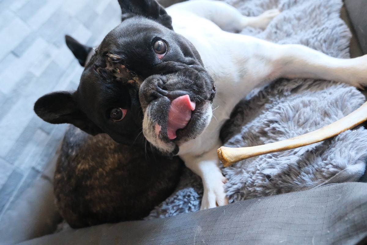 Audrey and Raphy, two French Bulldogs, lying together on a grey bed with a raw beef rib, one of them licking her lips