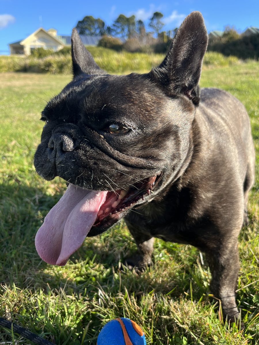 Audrey, a brindle French Bulldog, playing in the park on a sunny day