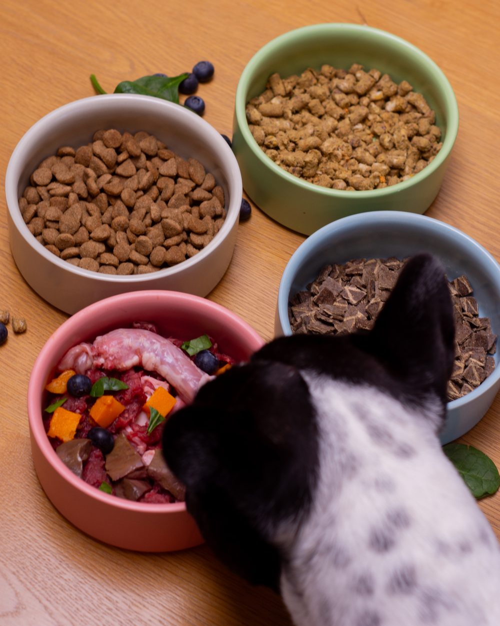 A French Bulldog choosing between four bowls of food: dry kibble, air dried, freeze dried and a fresh real food bowl with meat, organ, pumpkin and blueberries